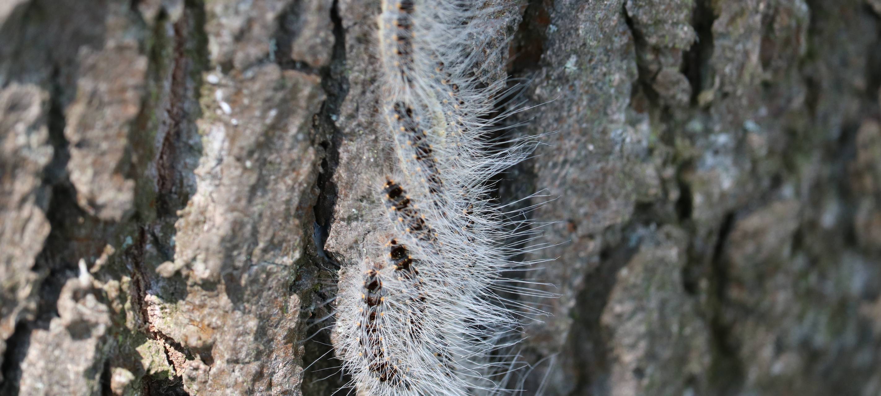 Eichenprozessionsspinner