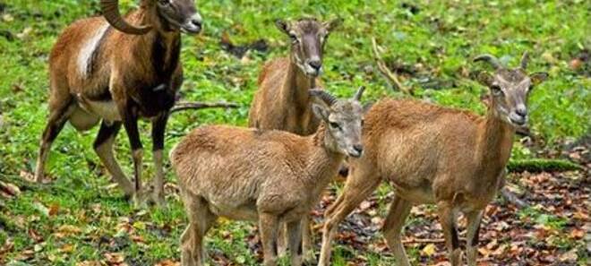 Petition gegen Abschuss wilder Schafe