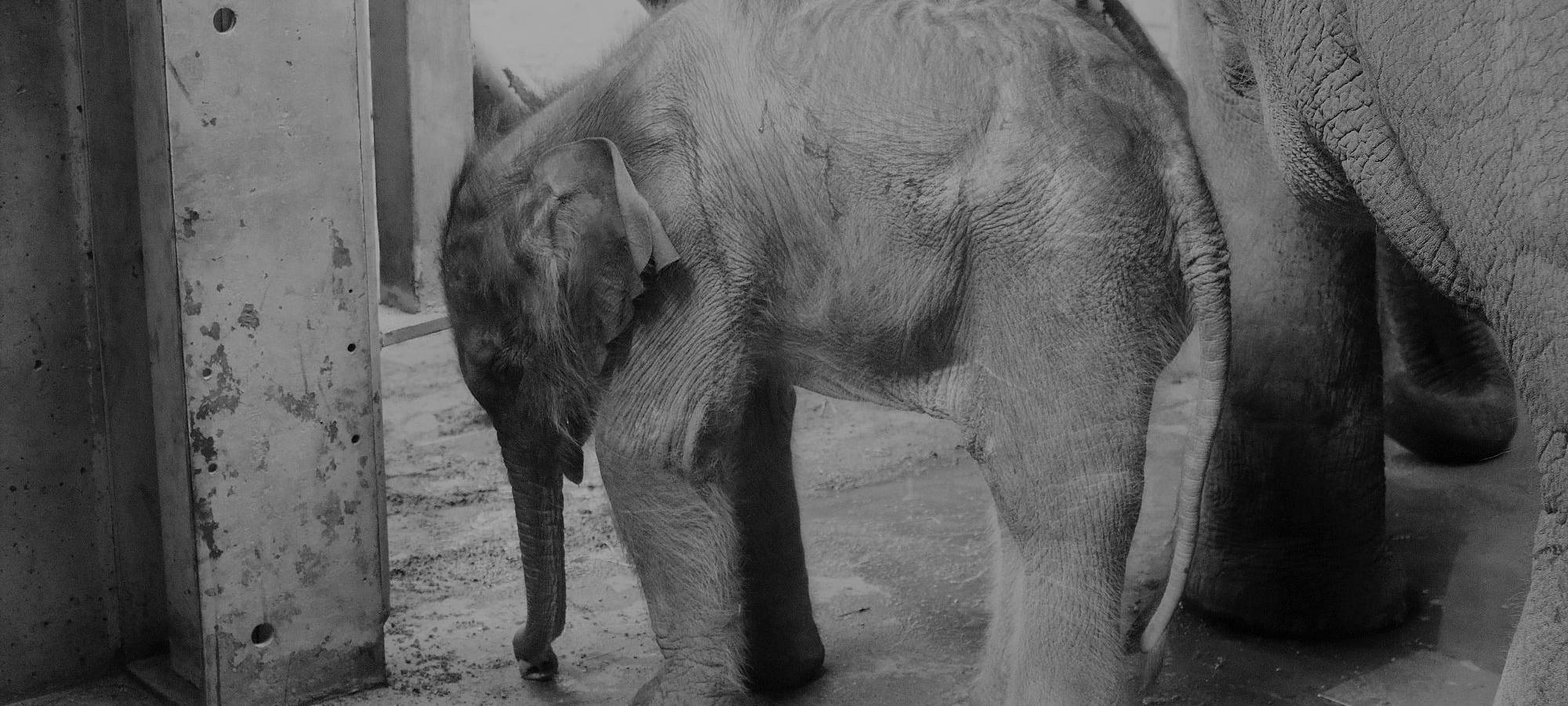 Elefantenbaby gestorben