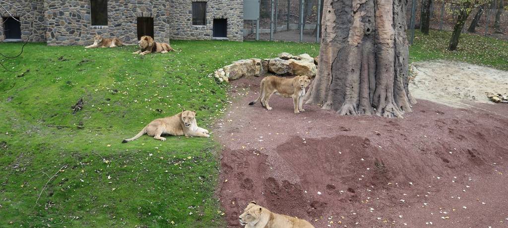 Löwe greift Pflegerin im Zoo Osnabrück an