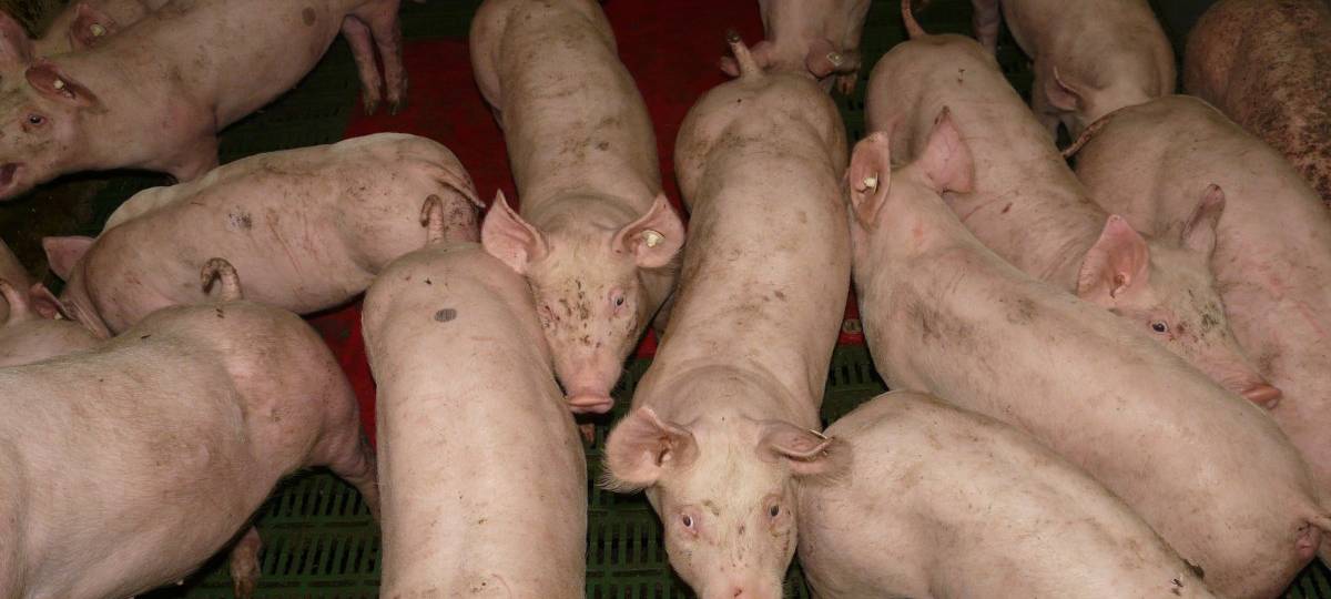 Mehr zahlen für bessere Tierhaltung