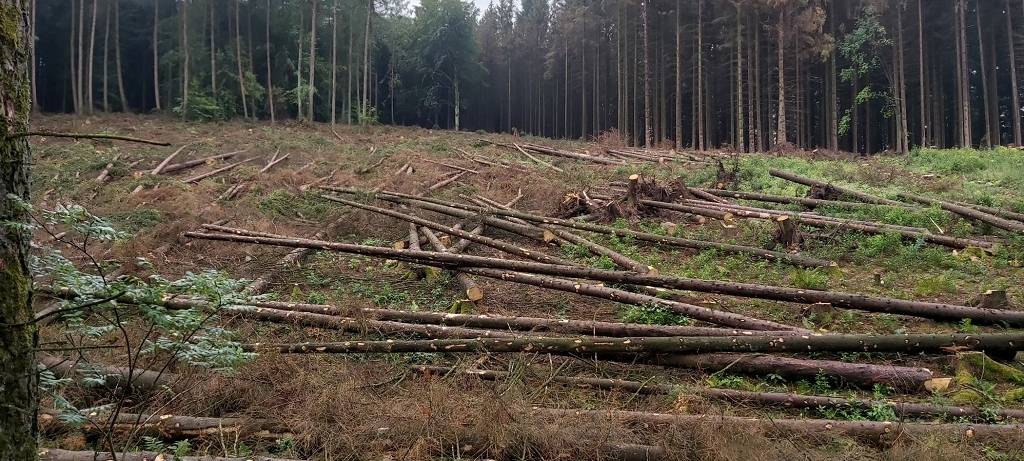 Wälder leiden unter Dürre und Borkenkäfern