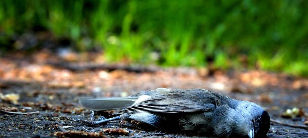 Vogelgrippe greift um sich