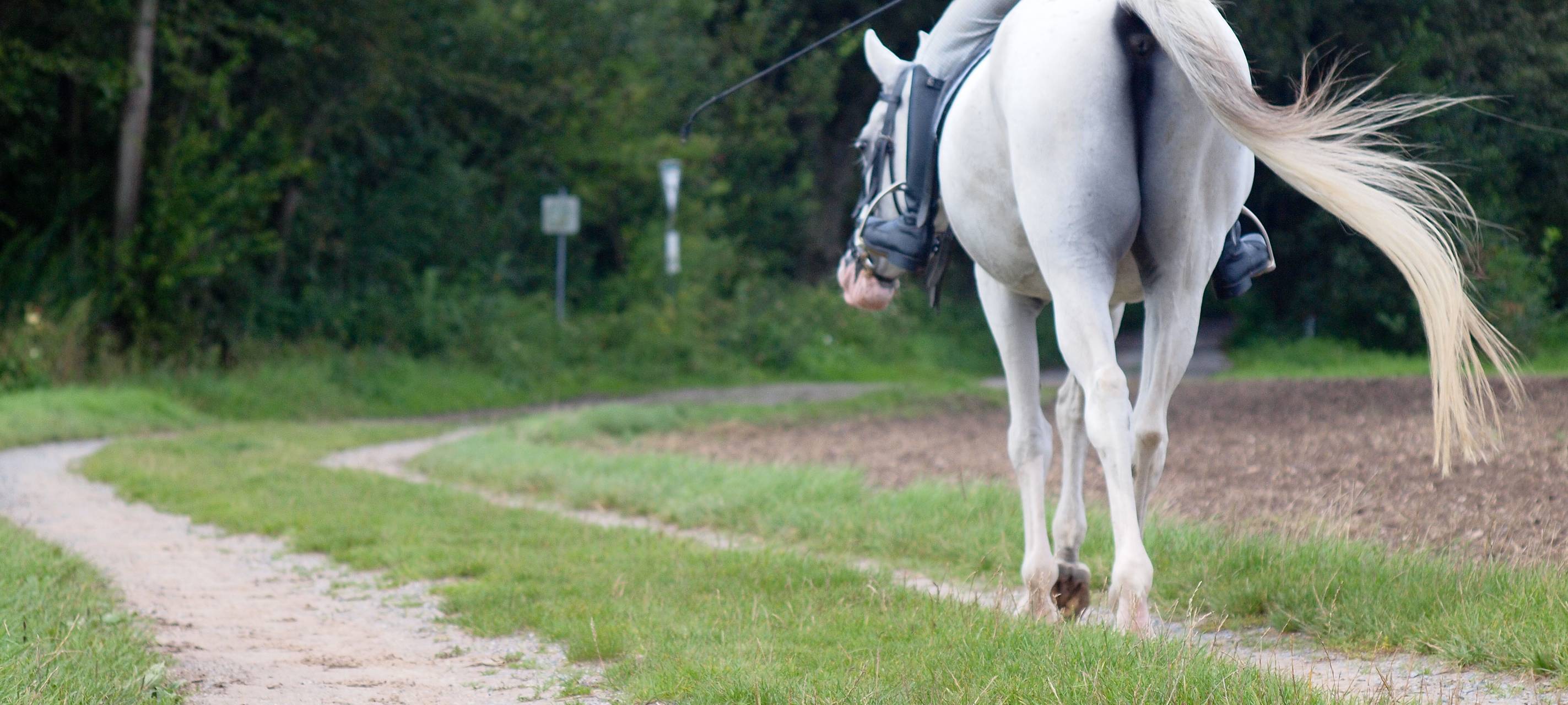 Reitunfall im Emsland