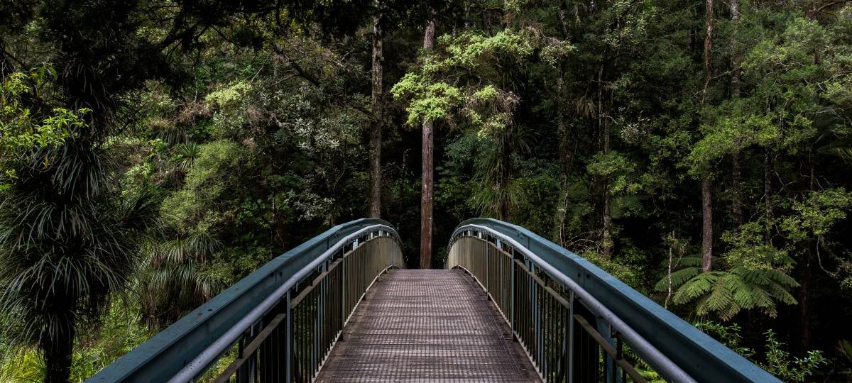 WWF-Report: EU einer der größten Waldzerstörer
