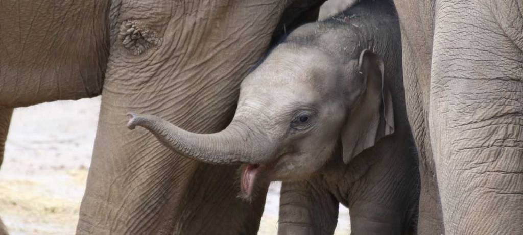 Zoos nochmal schließen?