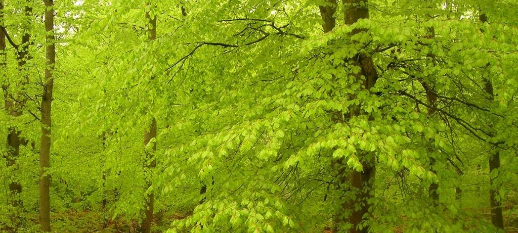 Petition gegen Kahlschlag