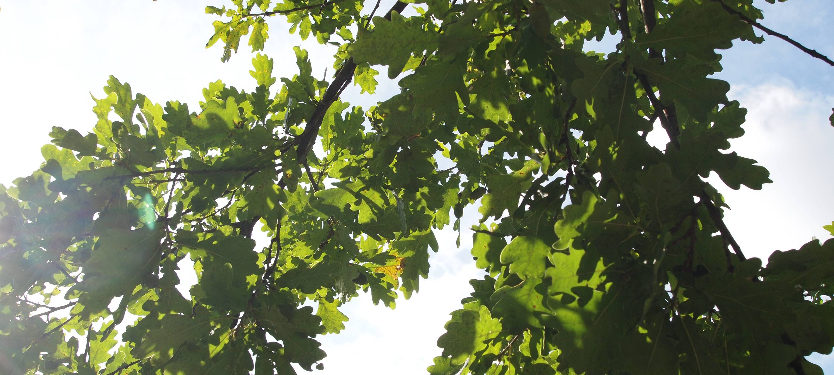 Baumsterben in der RADIO RST-Region