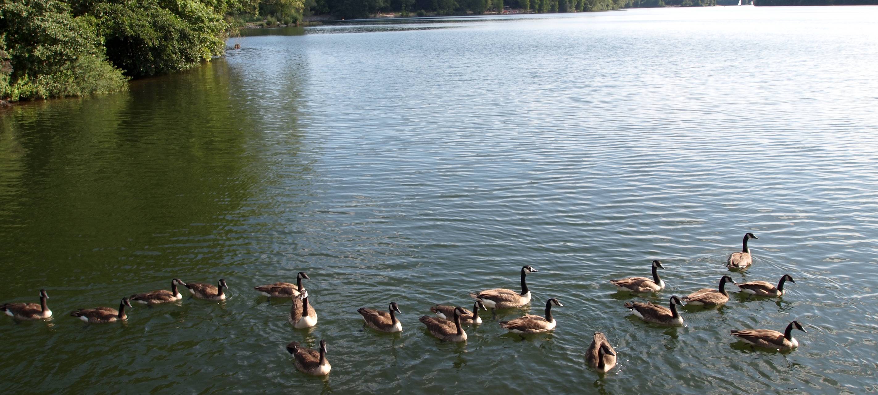 Artenvielfalt: Gewässer in und um Münster untersucht