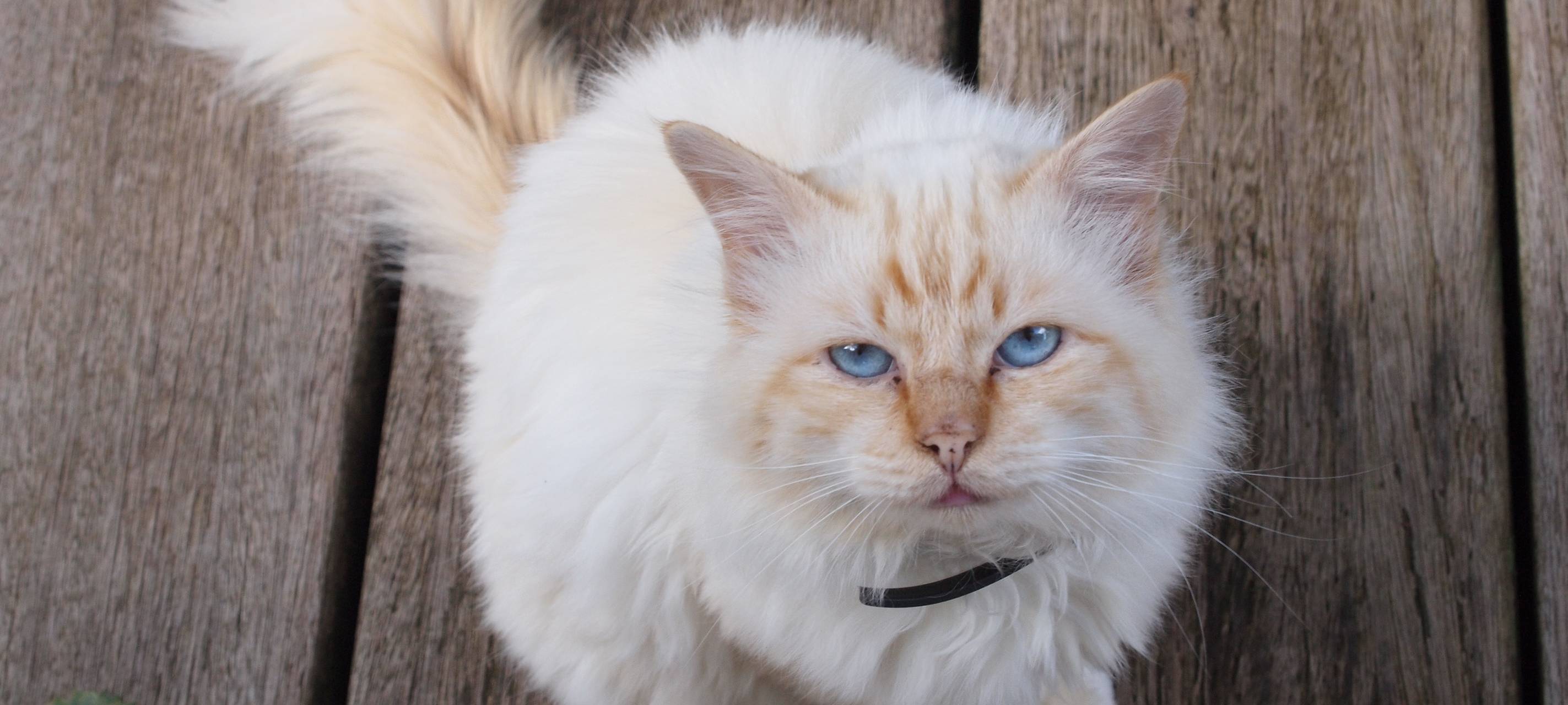 Tierschutzvereine: Es gibt zu viele Katzen in unserer Region