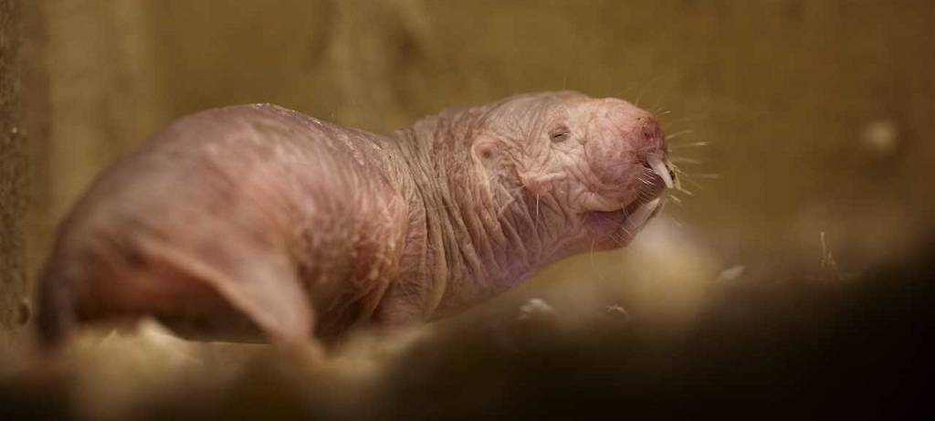 Tierhäuser bald wieder offen