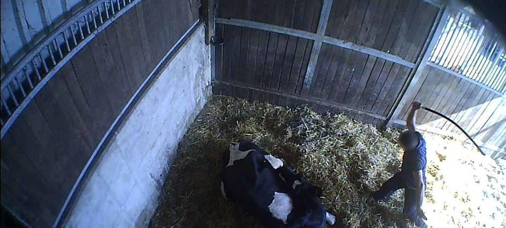 Tierquälerei mit System