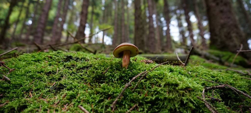 Pilzsaison