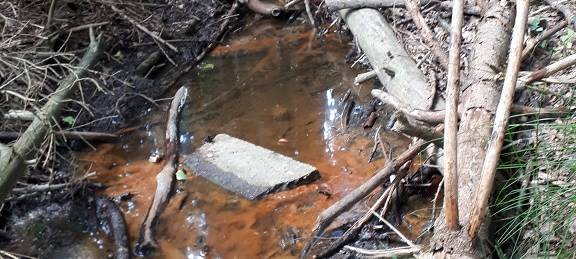 Einsatz für Feuersalamander