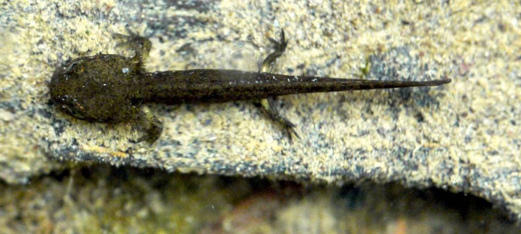 Einsatz für Feuersalamander