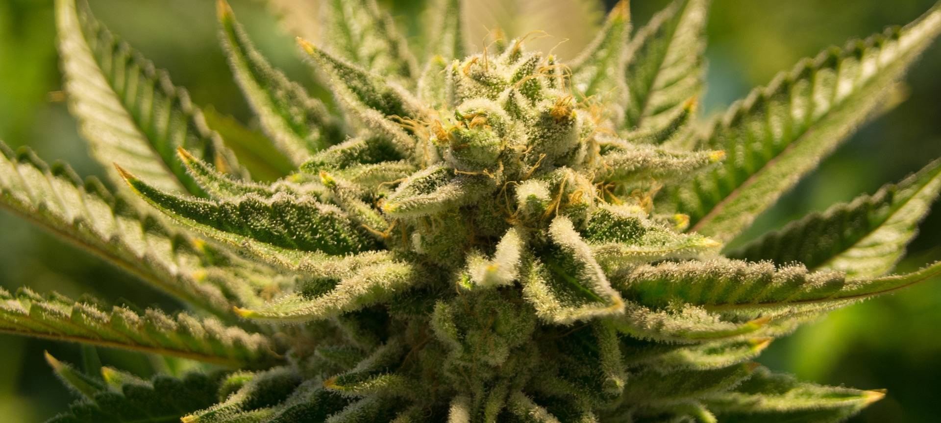 Cannabis-Legalisierung