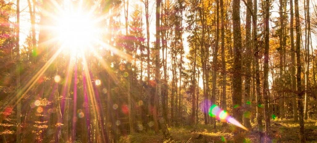 Wald erholt sich - etwas