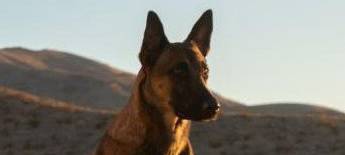Neu im Kino: Dog