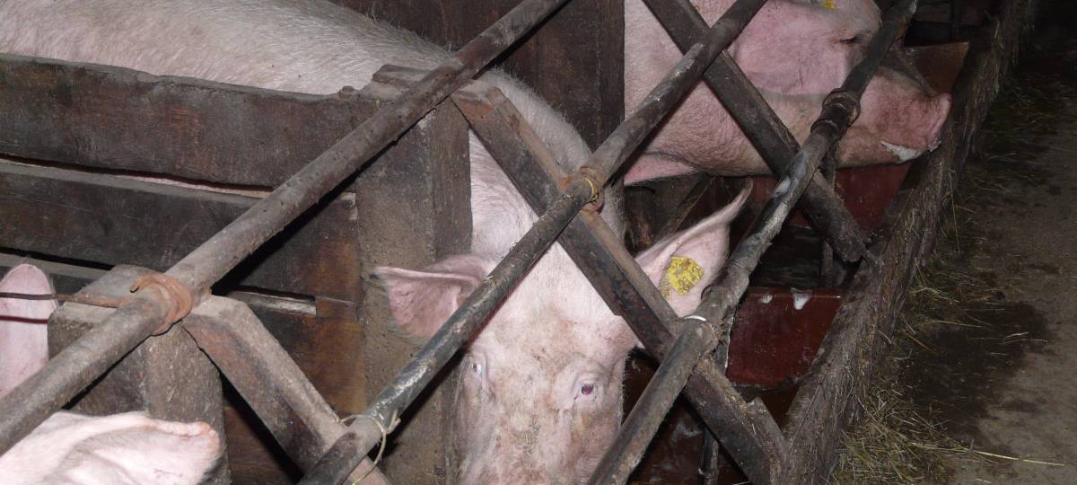 Nächster Tierwohl-Skandal?