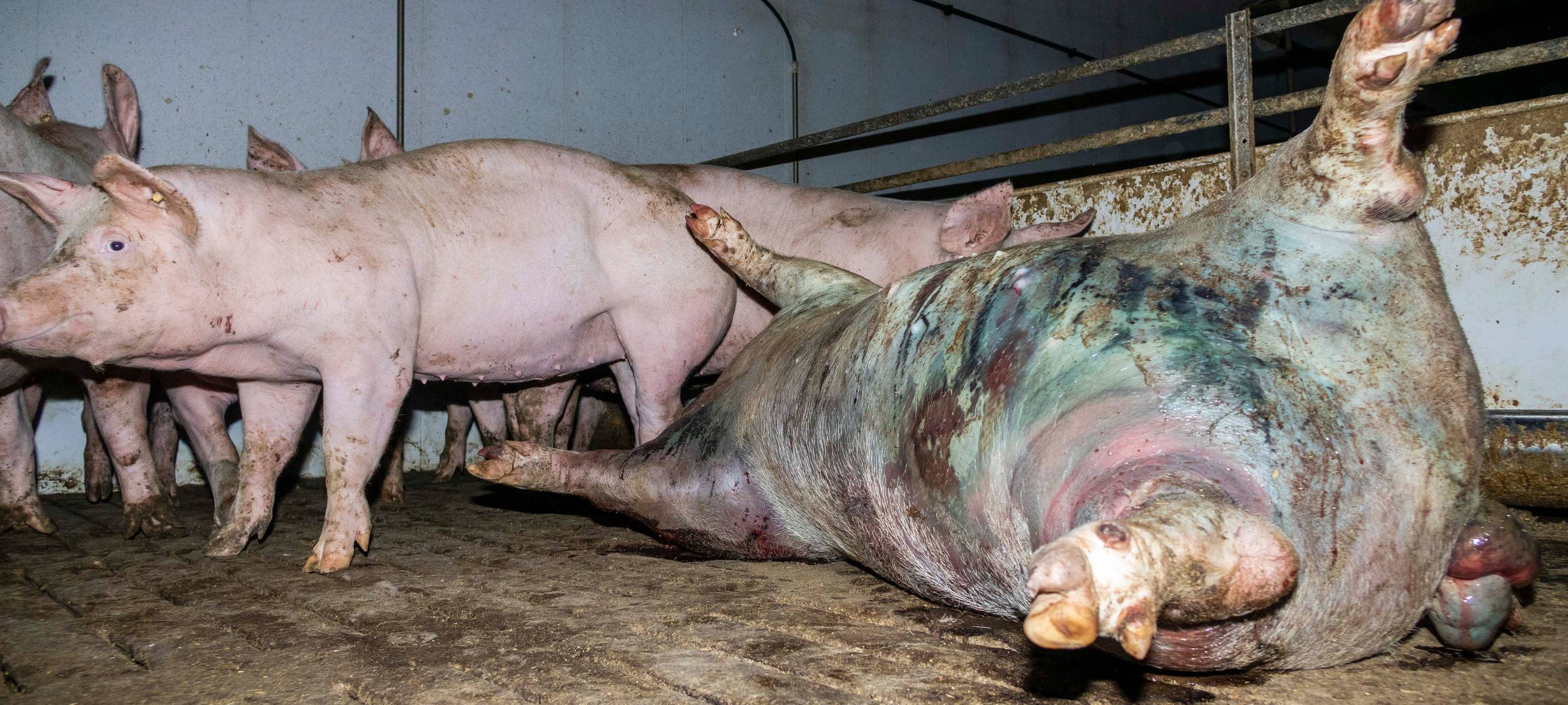 Tierquälerei in Mastbetrieb in Uffeln