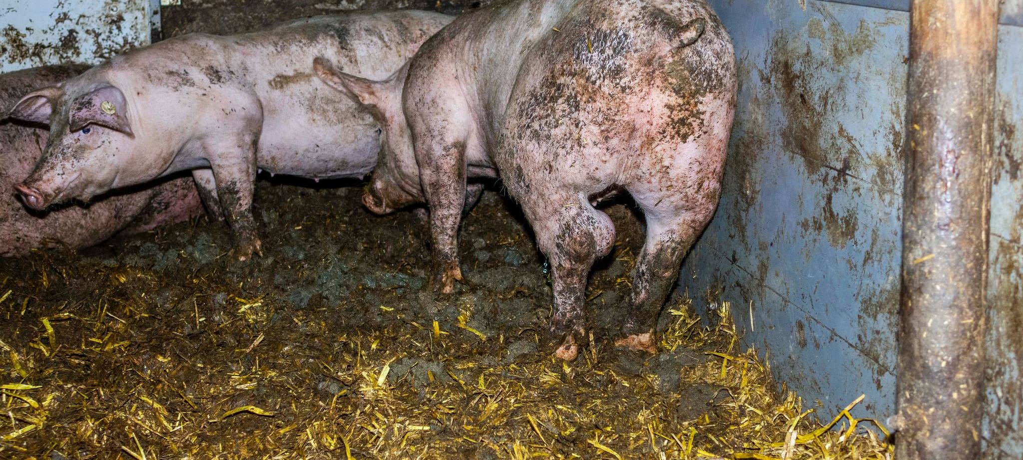 Tierquälerei in Mastbetrieb in Uffeln