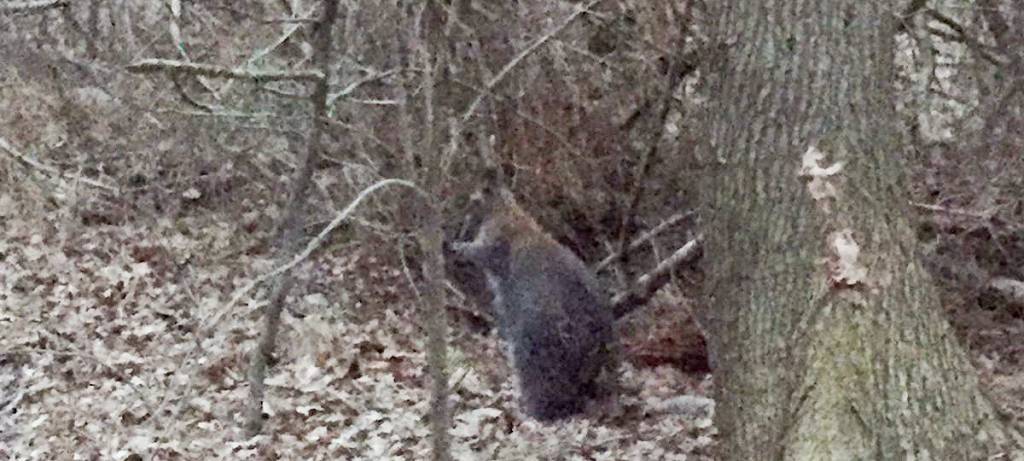 Mini-Känguru in Vreden bleibt weiter verschwunden