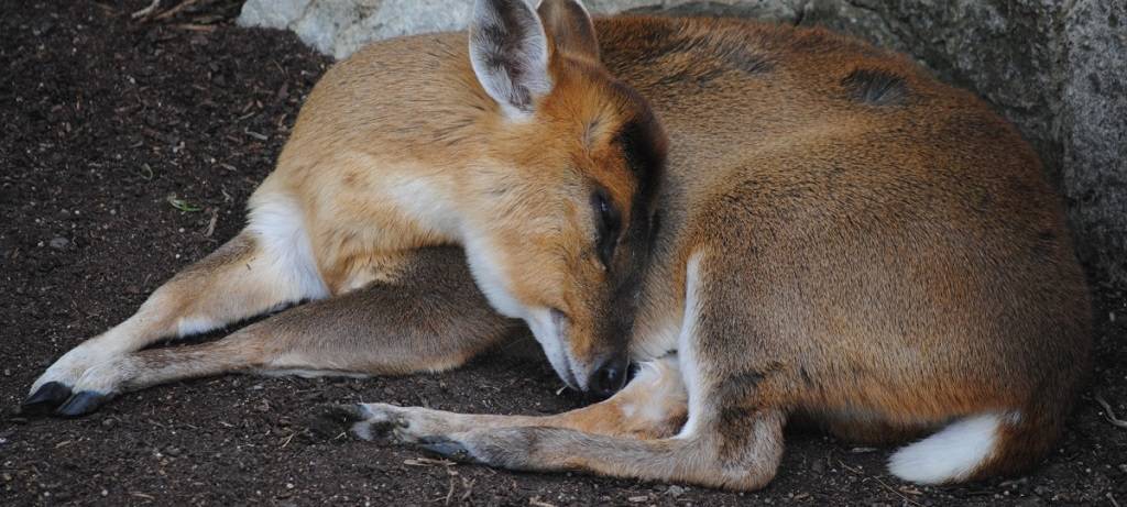 Frühlingszeit ist Jungtierzeit