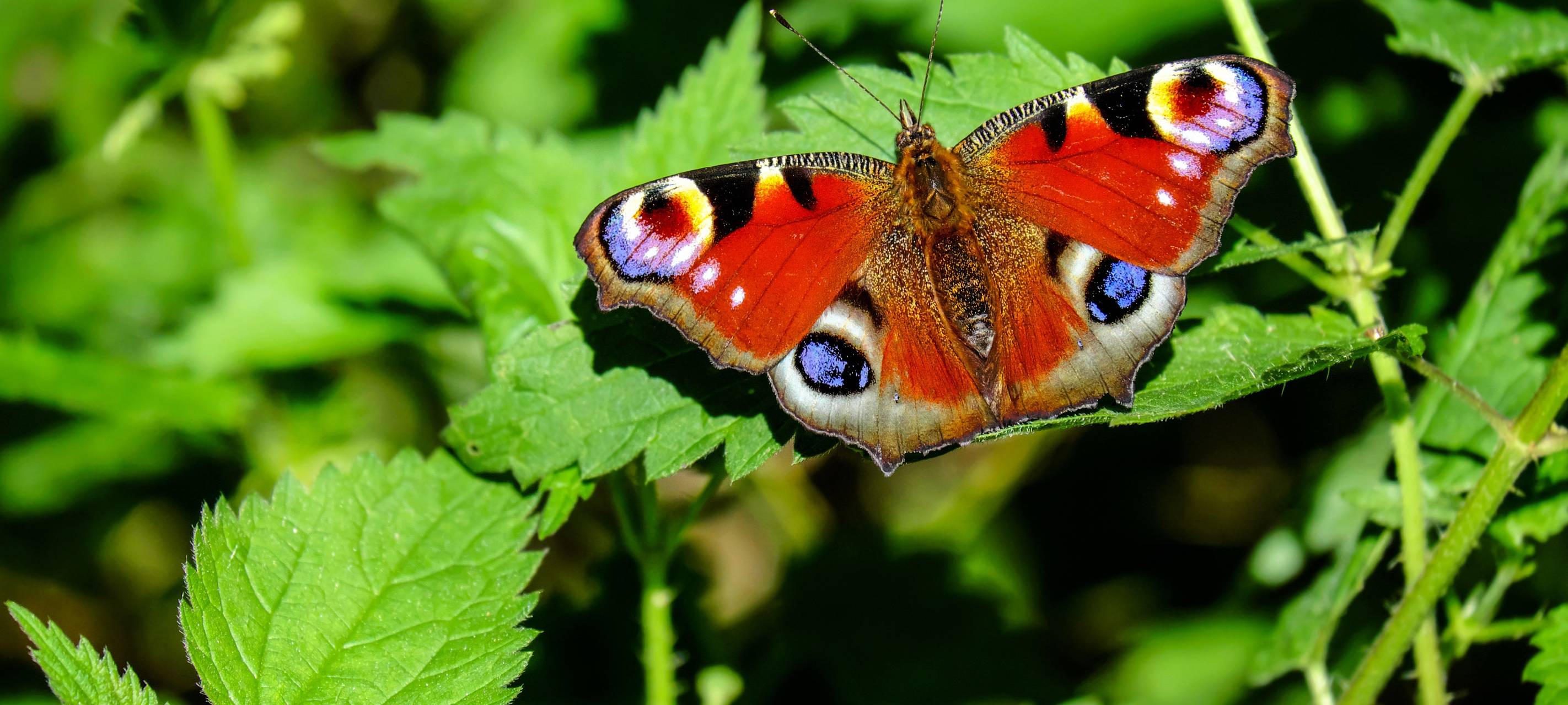 Immer mehr Schottergärten in der Region