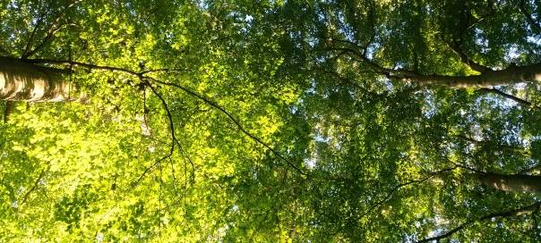 Pläne für Gewerbegebiet Hörstel