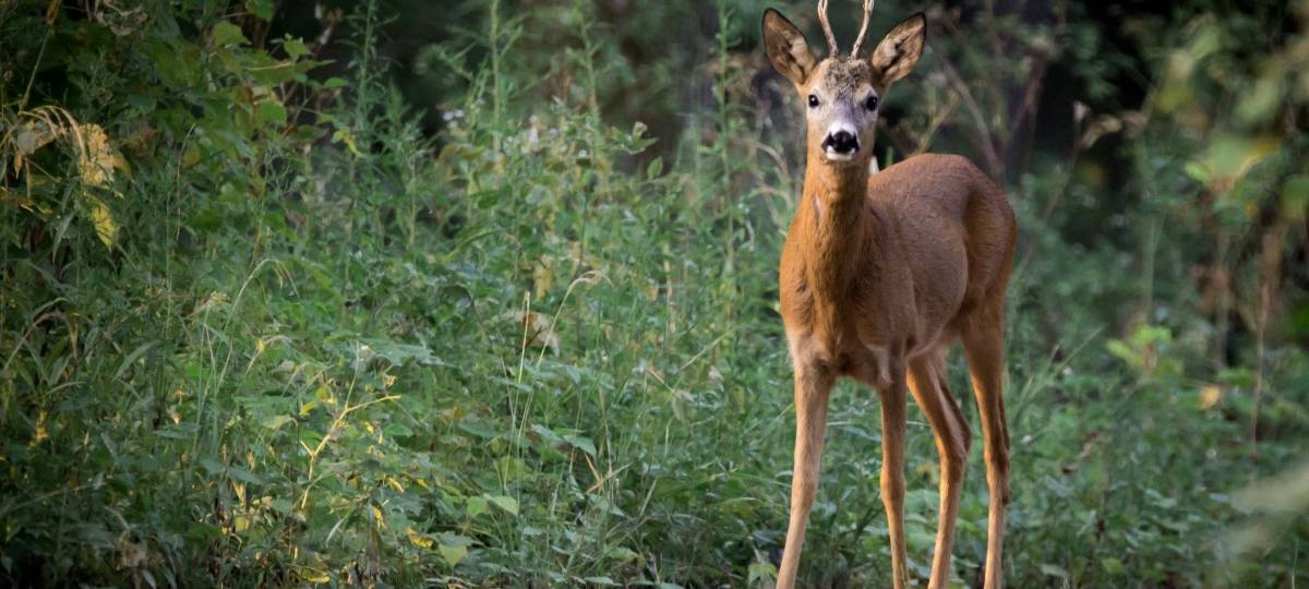 Wildschutz in Münster