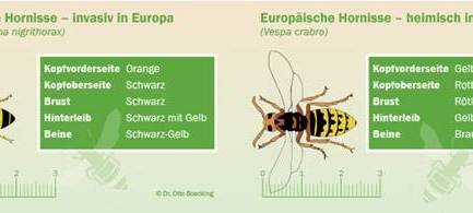 Asiatische Hornisse im Emsland nachgewiesen