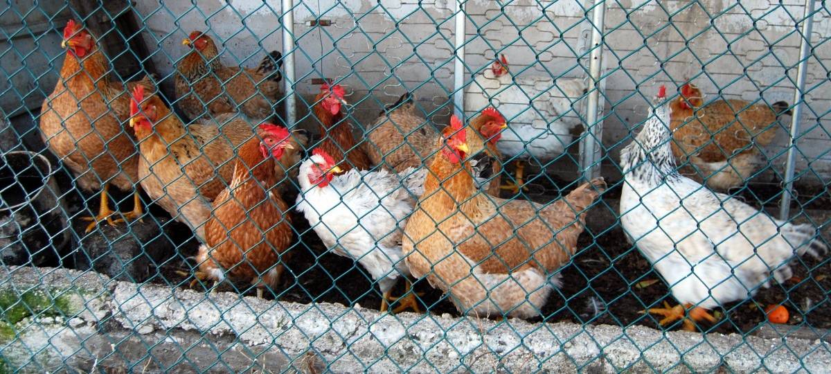 Vogelgrippe in der Grafschaft Bentheim