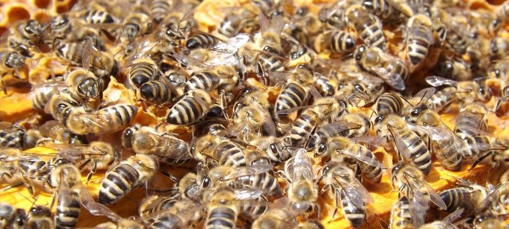 Viele Bienen unterwegs