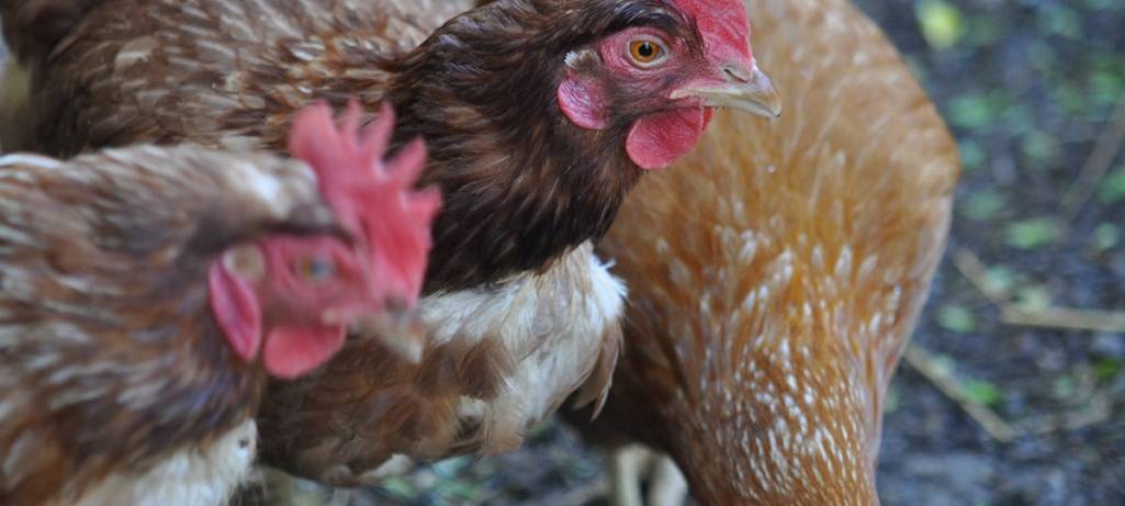 Vogelgrippe vorerst eingedämmt