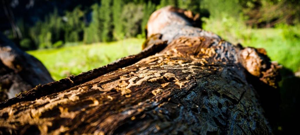 Feuchter Sommer nützt dem Wald