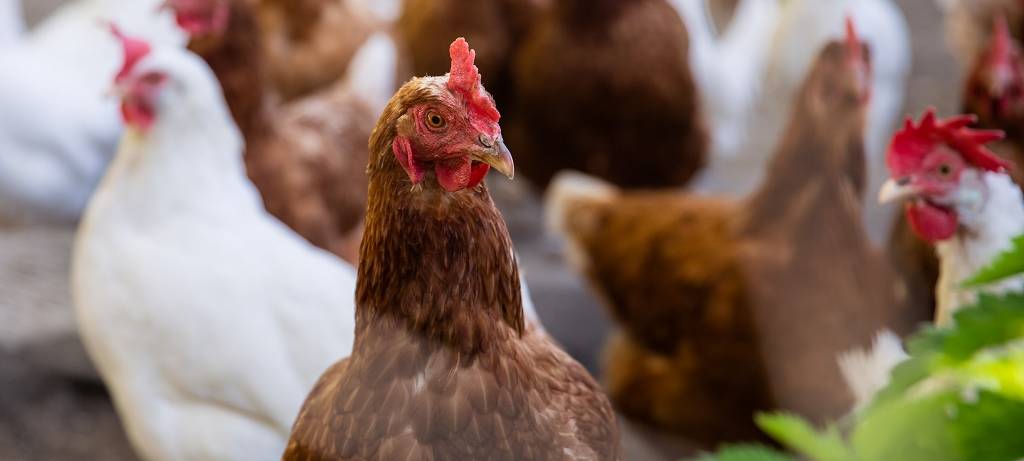 Biowochen im Münsterland