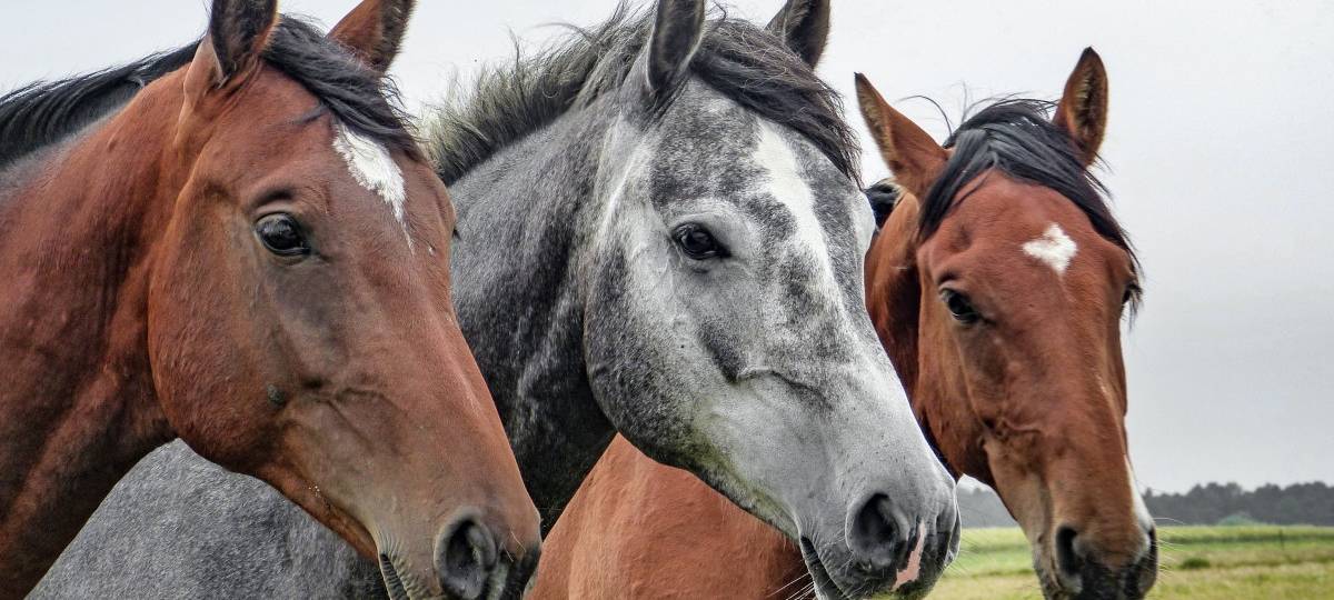 Pferdehalter in Sorge: Wölfe in der RADIO RST-Region