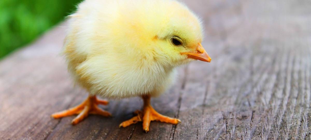 Bundesverwaltungsgericht prüft: Ist das Morden von männlichen Küken gegen das Tierschutzgesetz?