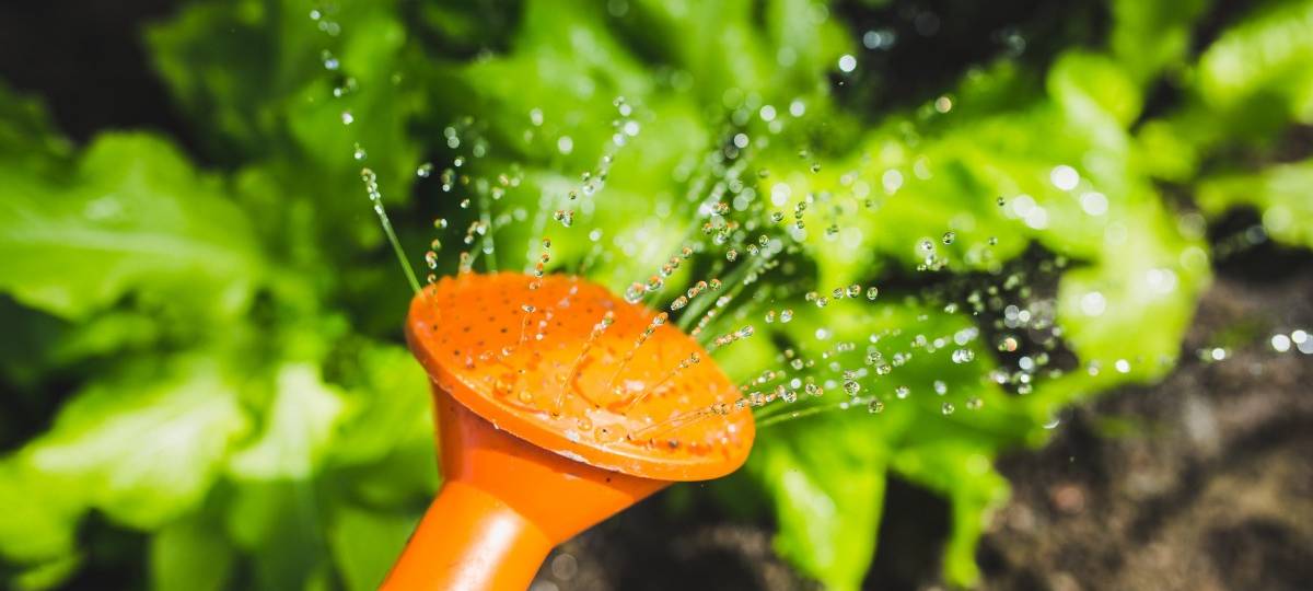 Münster ruft zum Gießen auf