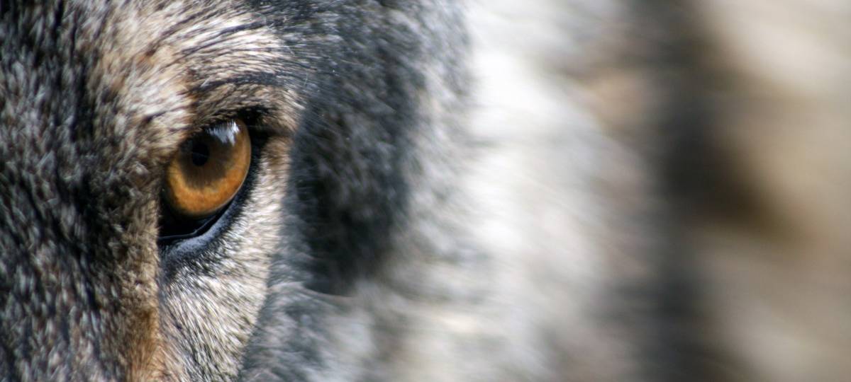 Landesumweltamt bestätigt Wolf in Recke