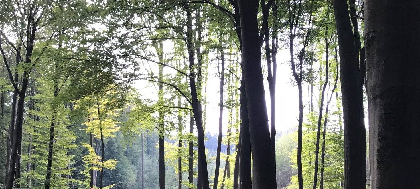 Waldsterben in der RADIO RST-Region