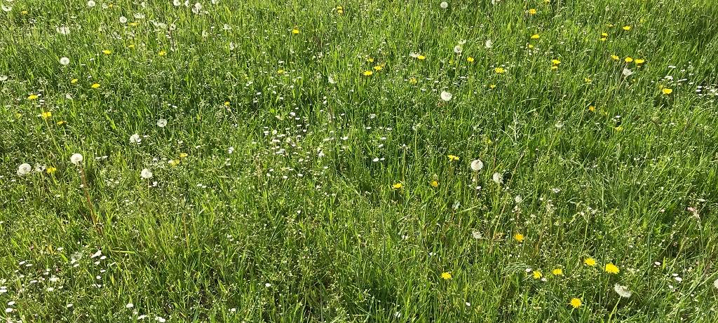 Rasenflächen in Emsdetten werden zu Stadtwiesen