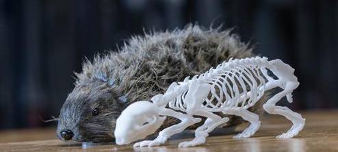 Igel-Dummys sollen Mähroboter sicherer machen