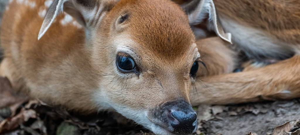 Jungtiere im Tierpark Nordhorn