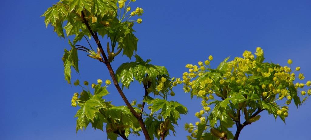Blüte stärkt Wälder