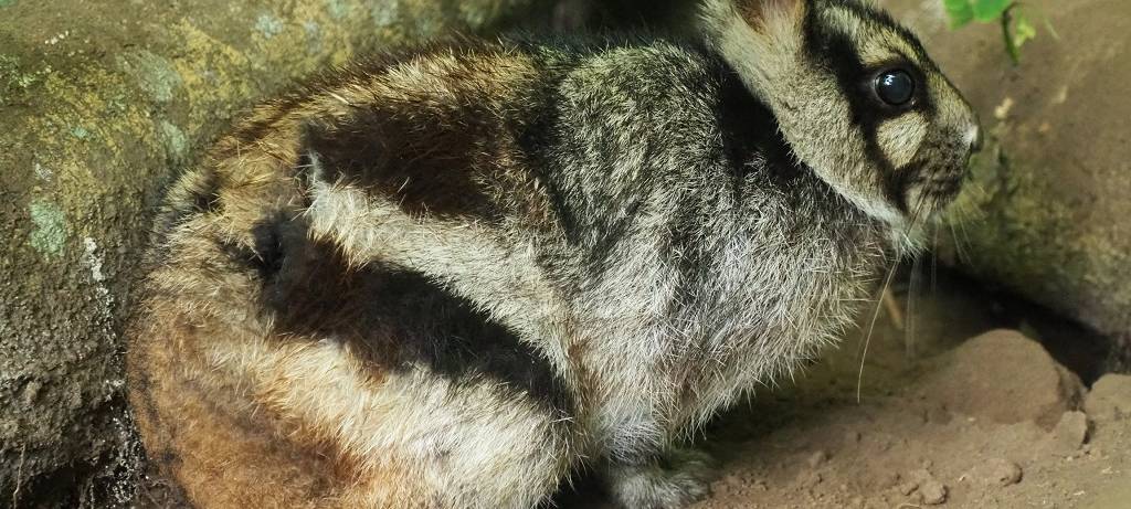 Zoo Osnabrück schützt seltene Tierarten in Indonesien