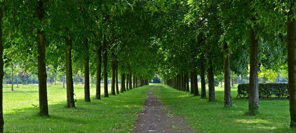 222 neue Bäume für Rheine