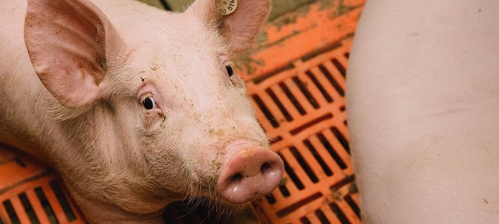 IG BAU: Umfrage Tierhaltung