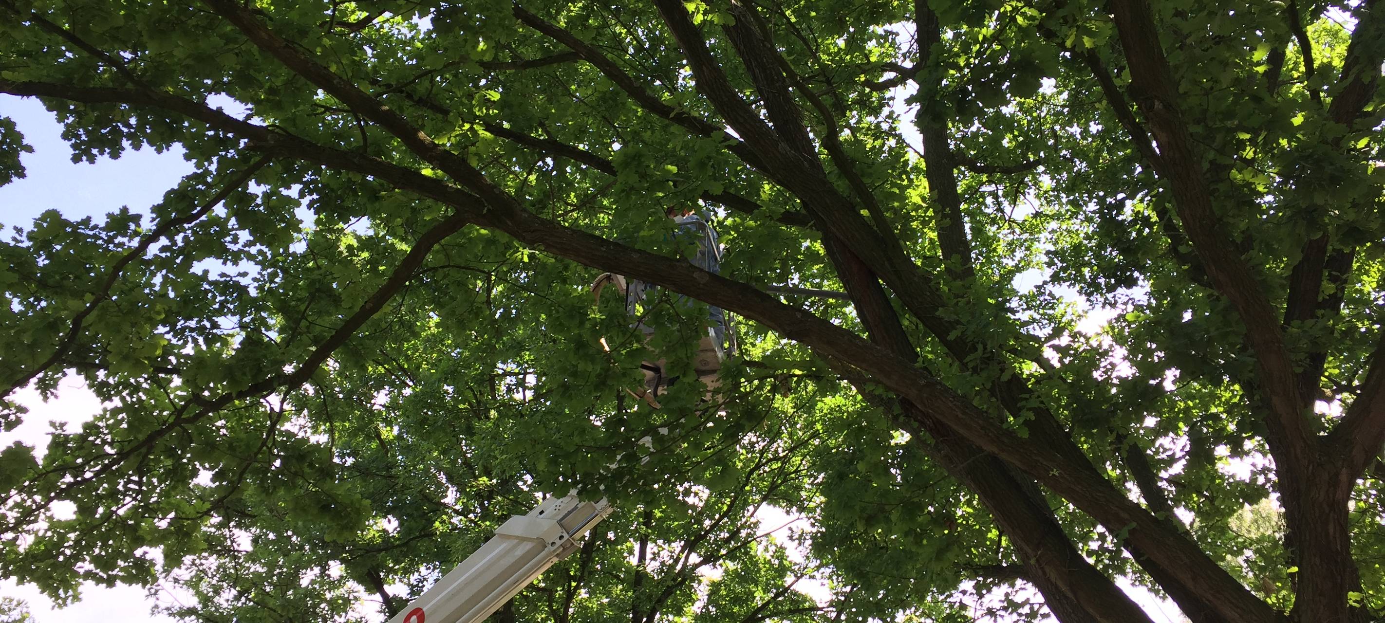 Eichenprozessionsspinner: So verhaltet ihr euch richtig!