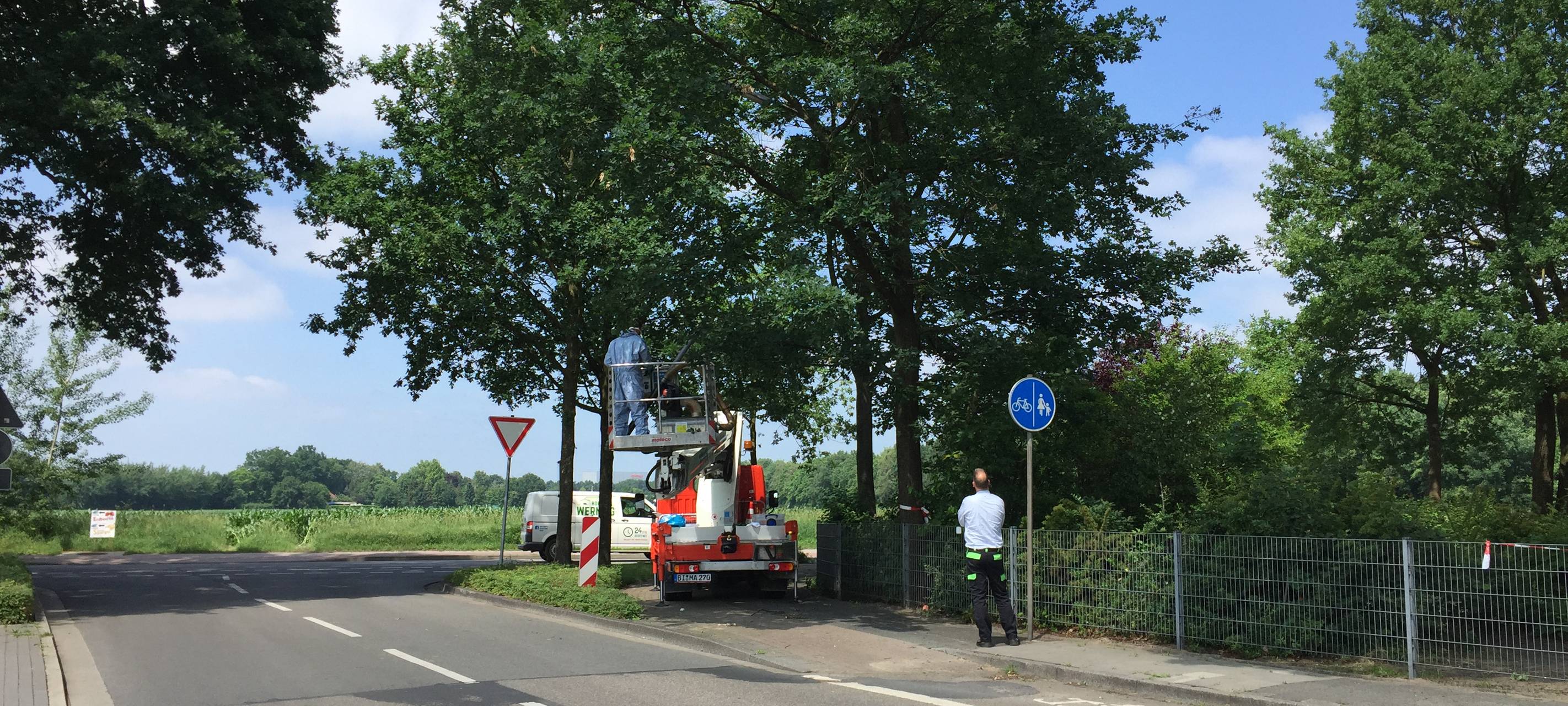 Eichenprozessionsspinner: So verhaltet ihr euch richtig!